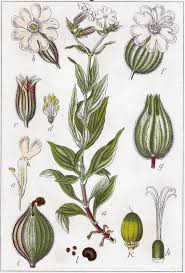 Attēlu rezultāti vaicājumam “Silene latifolia subsp. alba flower”