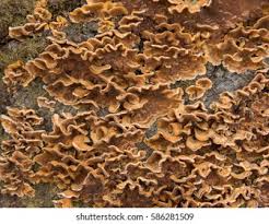 Attēlu rezultāti vaicājumam “Stereum hirsutum”