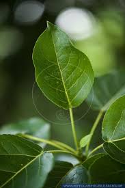 Attēlu rezultāti vaicājumam “Populus x berolinensis leaf”