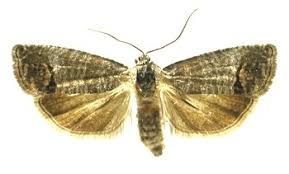 Attēlu rezultāti vaicājumam “Cydia pomonella”