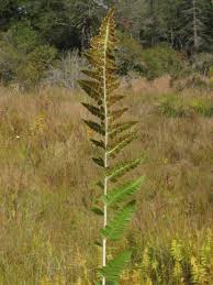 Attēlu rezultāti vaicājumam “Dryopteris cristata”