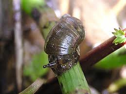 Attēlu rezultāti vaicājumam “Leucochloridium paradoxum larva”