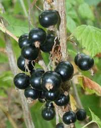 Attēlu rezultāti vaicājumam “Ribes nigrum fruit”