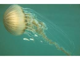 Attēlu rezultāti vaicājumam “Scyphozoa”