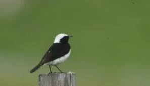 Image result for Oenanthe pleschanka