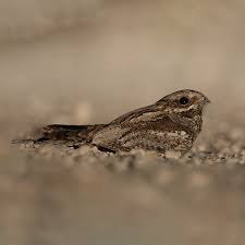 Attēlu rezultāti vaicājumam “Caprimulgus europaeus”