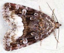 Attēlu rezultāti vaicājumam “Protodeltote pygarga”