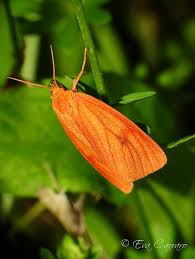 Attēlu rezultāti vaicājumam “Diacrisia sannio male”