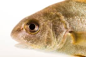 Image result for Aplodinotus grunniens