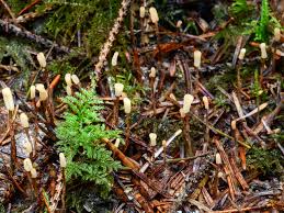 Attēlu rezultāti vaicājumam “Heyderia abietis”