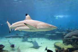 Image result for Carcharhinus limbatus