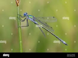 Attēlu rezultāti vaicājumam “Lestes dryas”