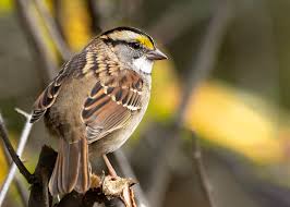 Image result for Zonotrichia albicollis