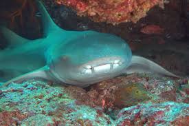 Image result for Ginglymostoma unami