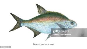 Image result for Calamus bajonado