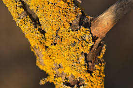 Attēlu rezultāti vaicājumam “Xanthoria parietina”