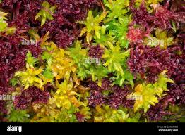 Attēlu rezultāti vaicājumam “Sphagnum angustifolium sporophyte”
