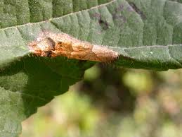Attēlu rezultāti vaicājumam “Phyllonorycter nicellii”