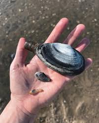 Attēlu rezultāti vaicājumam “Mya arenaria”