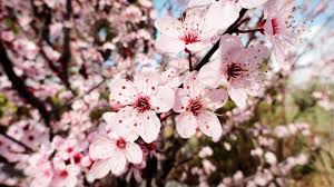 Attēlu rezultāti vaicājumam “Prunus cerasifera flower”