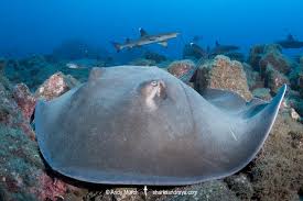 Image result for Hypanus longus