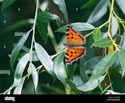 Attēlu rezultāti vaicājumam “Nymphalis xanthomelas upperside”