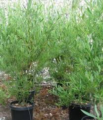 Attēlu rezultāti vaicājumam “Salix”