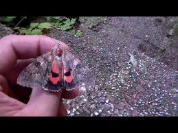 Attēlu rezultāti vaicājumam “Catocala nupta”