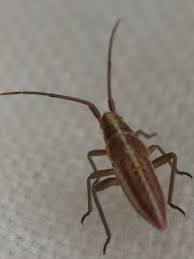 Attēlu rezultāti vaicājumam “Closterotomus biclavatus nymph”