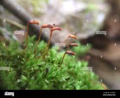 Attēlu rezultāti vaicājumam “Mnium lycopodioides”