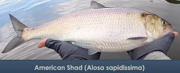 Image result for Alosa sapidissima