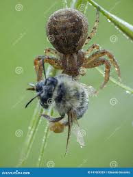 Attēlu rezultāti vaicājumam “Xysticus bifasciatus”