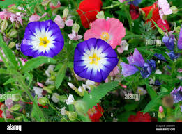 Image result for Convolvulus tricolor