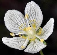 Attēlu rezultāti vaicājumam “Parnassiaceae”
