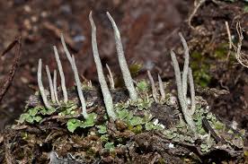 Attēlu rezultāti vaicājumam “Cladonia coniocraea”