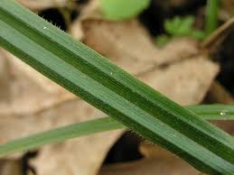 Attēlu rezultāti vaicājumam “Carex pilosa leaf”