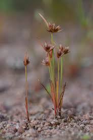 Attēlu rezultāti vaicājumam “Juncus capitatus”