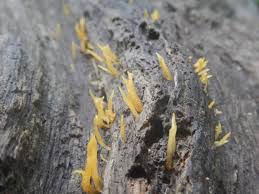 Attēlu rezultāti vaicājumam “Calocera pallidospathulata”