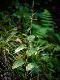 Attēlu rezultāti vaicājumam “Epipactis helleborine leaf”