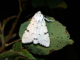 Attēlu rezultāti vaicājumam “Acronicta leporina”