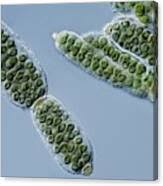 Attēlu rezultāti vaicājumam “Nostoc pruniforme macro”