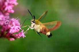 Attēlu rezultāti vaicājumam “Hemaris fuciformis”