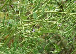 Image result for Raphanus sativus ssp. Oleiformes