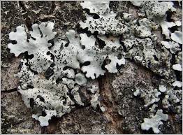 Attēlu rezultāti vaicājumam “Parmelina tiliacea”