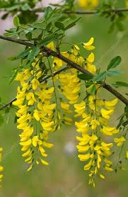 Image result for Laburnum anagyroides