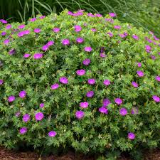 Image result for Geranium `Purple Haze`