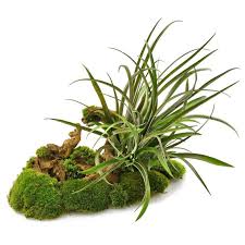 Image result for tillandsia umbellata
