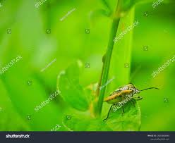 Attēlu rezultāti vaicājumam “Eurydema dominulus imago”