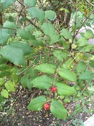 Attēlu rezultāti vaicājumam “Lonicera ferdinandii”