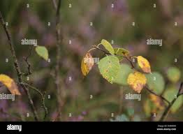 Attēlu rezultāti vaicājumam “Betula pubescens leaf”